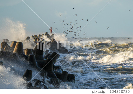 Stormy Baltic Sea Waves Crashing Against Breakwater Tetrapods with Birds in Flight near Liepaja Stormy Baltic Sea Waves Crashing Against Breakwater Tetrapods with Birds in Flight near Liepaja 134858780