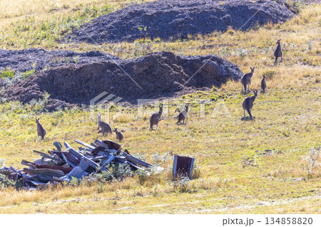 A group of Kangaroos standing in a grassy field in regional Australia 134858820