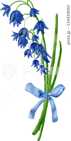 Watercolor flowers, primroses, spring, hand-drawn bluebells 134859002