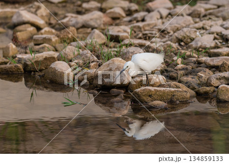 Majestic White Heron Resting by the Tranquil Riverbank 134859133