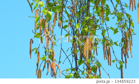 Catkins and new spring leaves hanging down from birch tree. Springtime. Nature 134859223