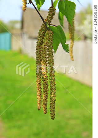 New catkins of birch. Springtime. Spring has come 134859369