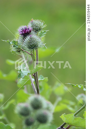 Flowers and leaves of burdock. Herbal plant 134859444