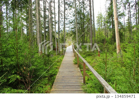 Wooden bridge over swamp in dence forest 134859471