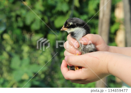 Chicken in children's hands. New life. Small bird Chicken in children's hands. New life. Small bird 134859477