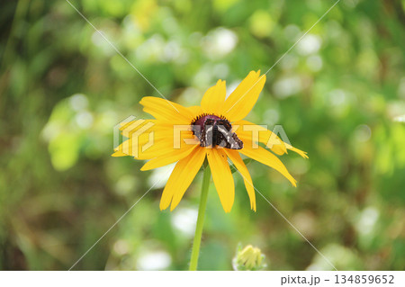 Black butterfly on flower of rudbeckia laciniata. Yellow flower 134859652