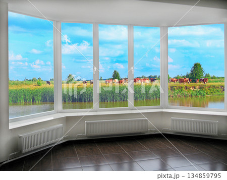 Window with view to summer lake with grazing cows. Rural view 134859795