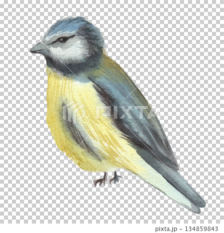 Watercolor illustration of blue tit with yellow and black feathers. Isolated on a white background. Songbird. Element for designing invitations, postcards, educational materials, nature. Hand drawn 134859843