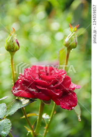 Red rose in garden on blurry green background. Copy space 134859857