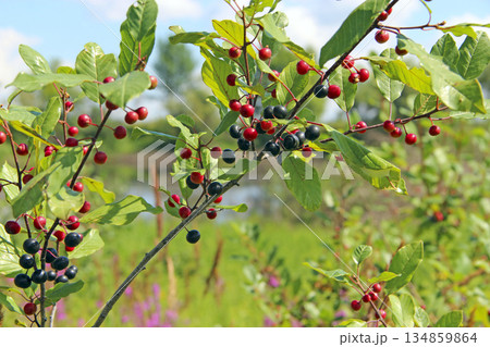 Branches of Frangula alnus with black and red berries Branches of Frangula alnus with black and red berries 134859864