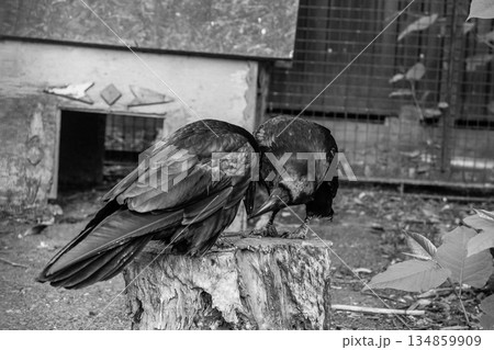 Beautiful black crows sit on a stump 134859909