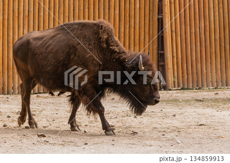 Young beautiful bison 134859913