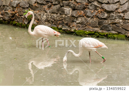 Flamingo on the lake drinking water 134859922