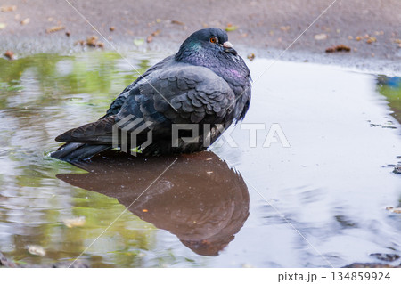 Dove swimming in a puddle Dove swimming in a puddle 134859924