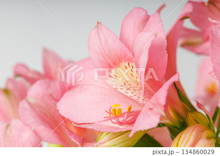 pink alstroemeria flower, Lily of the Incas, in vase on isolated white background 134860029