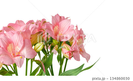 pink alstroemeria flower, Lily of the Incas, in vase on isolated white background pink alstroemeria flower, Lily of the Incas, in vase on isolated white background 134860030