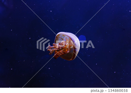 underwater photos of jellyfish Rhopilema esculentum, Flame jellyfish 134860038