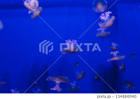 underwater photos of Mediterranean jellyfish, Cotylorhiza tuberculata 134860040