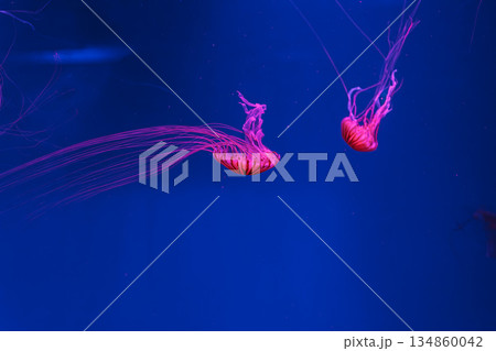underwater photos of jellyfish chrysaora pacifica jellyfish japanese sea nettle underwater photos of jellyfish chrysaora pacifica jellyfish japanese sea nettle 134860042