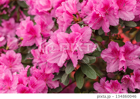 Beautiful blooming pink Azalea bushes 134860046