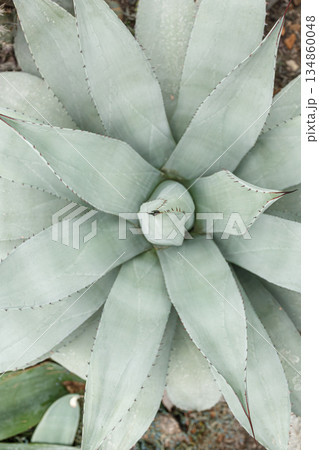 Exotic plant Agave americana Latifolia 134860048