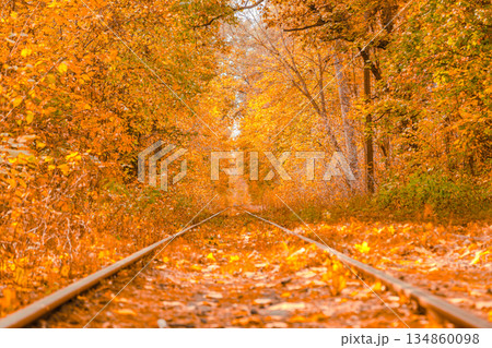 Autumn forest through which the tram travels, Kyiv and rails 134860098