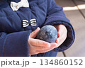 黒卵をもつ日本人の女の子の幼児 134860152
