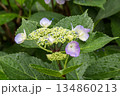 咲き始めたガクアジサイの花 134860213