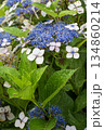 青い紫陽花 134860214
