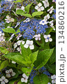 青い紫陽花 134860216