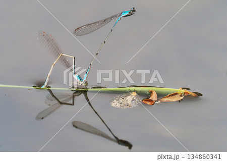 産卵中のホソミイトトンボ 産卵中のホソミイトトンボ 134860341