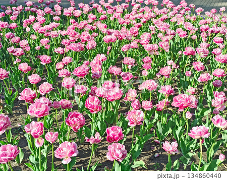 Pink tulips on the flower-bed. Spring flowers 134860440
