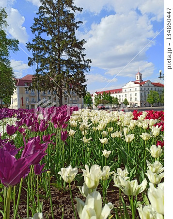 Beautiful spring tulips on flower bed in city in bright day. Flowerbed 134860447