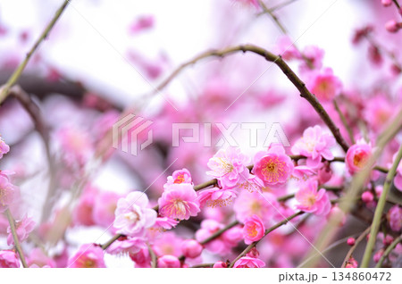 迎春　春の訪れ 134860472