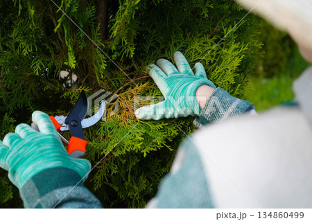 A tight shot captures the decisive cut of a pruner, wielded by a gardener in a green plaid, clearing away the dead, yellow foliage from the evergreen thuja. 134860499