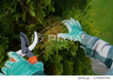The snip of the pruner is audible as hands from a green flannel shirt expertly remove the unsightly, dry yellow branches from the otherwise green thuja bush. 134860500