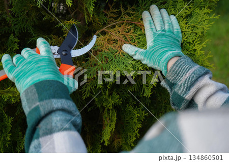 Garden shears in capable hands, covered by a checkered green shirt, systematically prune the spent, yellowing growth to rejuvenate the thuja's rounded shape. 134860501