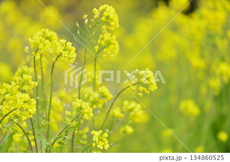 いつか見た菜の花畑 134860525