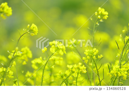 いつか見た菜の花畑 いつか見た菜の花畑 134860528