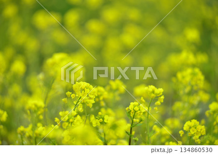 いつか見た菜の花畑 いつか見た菜の花畑 134860530
