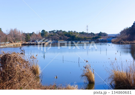 千葉県野田市五駄沼周辺2025年12月 千葉県野田市五駄沼周辺2025年12月 134860681