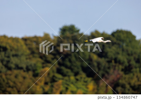 林の上空を飛ぶ白いコサギ 134860747