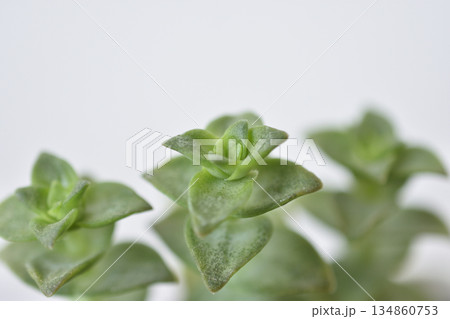 クラッスラ クラッスラ 134860753