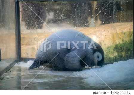 氷を食べるコウテイペンギンの赤ちゃん 氷を食べるコウテイペンギンの赤ちゃん 134861117