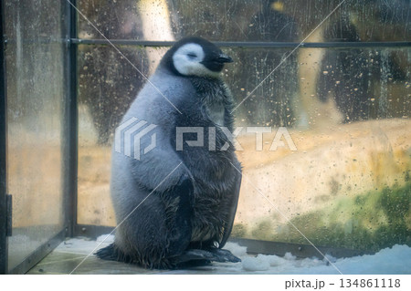 赤ちゃんコウテイペンギン 赤ちゃんコウテイペンギン 134861118