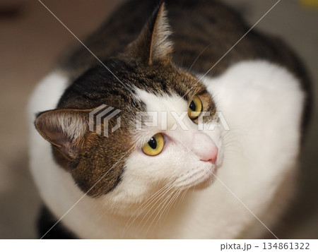 床に座って飼い主を見つめるキジ白猫 床に座って飼い主を見つめるキジ白猫 134861322