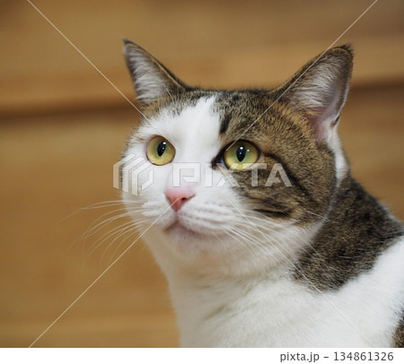 遠くを見つめる猫の横顔 遠くを見つめる猫の横顔 134861326
