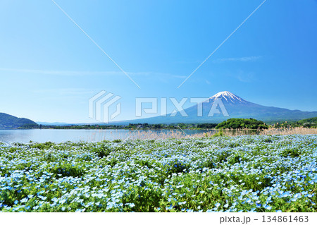 初夏の青空とネモフィラの風景　そして富士山 134861463