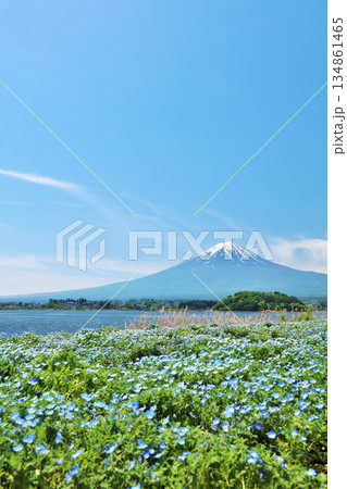初夏の青空とネモフィラの風景　そして富士山 134861465
