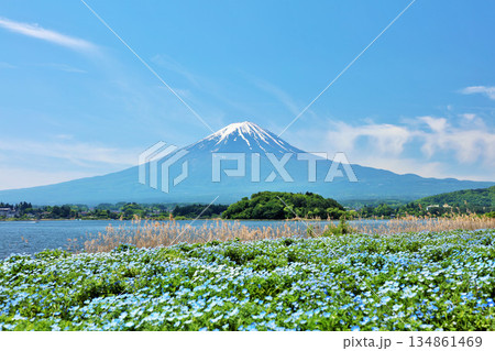 初夏の青空とネモフィラの風景　そして富士山 134861469